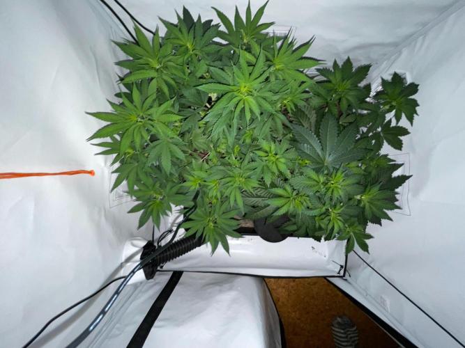 Cookie Casket & Hindu Kush. Week 6