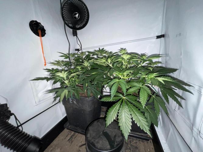 Cookie Casket & Hindu Kush. Week 6