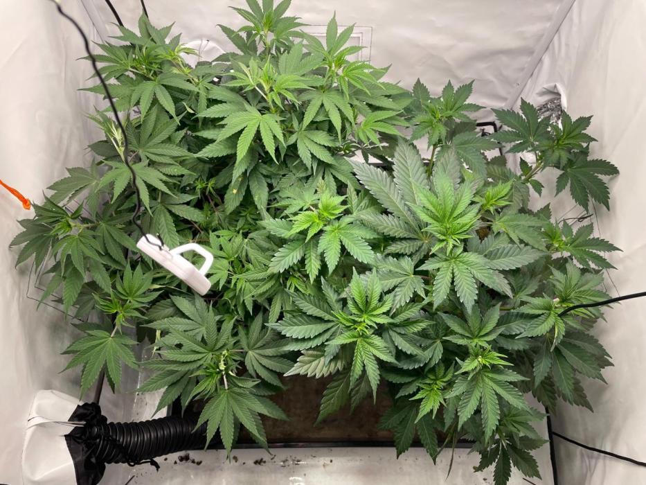 Cookie Casket & Hindu Kush. Week 7