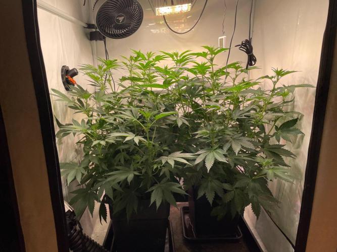 Cookie Casket & Hindu Kush. Week 9