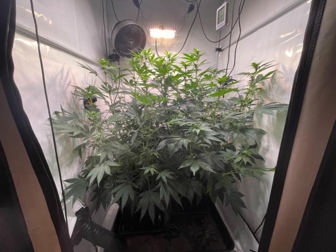 Cookie Casket & Hindu Kush. Week 10