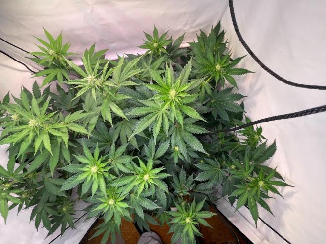 Cookie Casket & Hindu Kush. Week 10