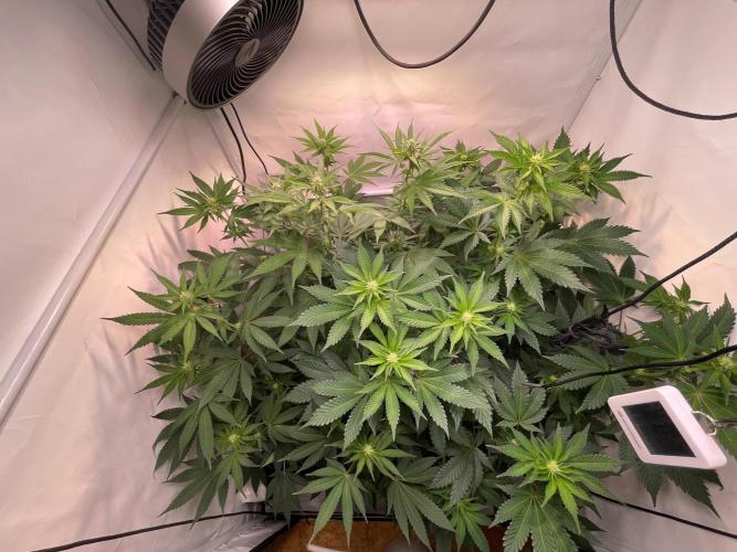 Cookie Casket & Hindu Kush. Week 10