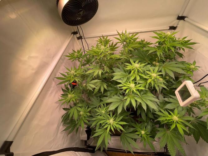 Cookie Casket & Hindu Kush. Week 11