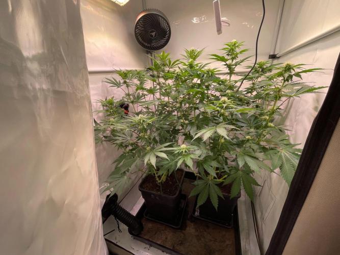 Cookie Casket & Hindu Kush. Week 11