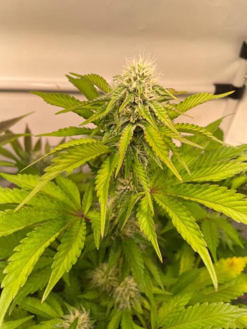 Cookie Casket & Hindu Kush. Week 12