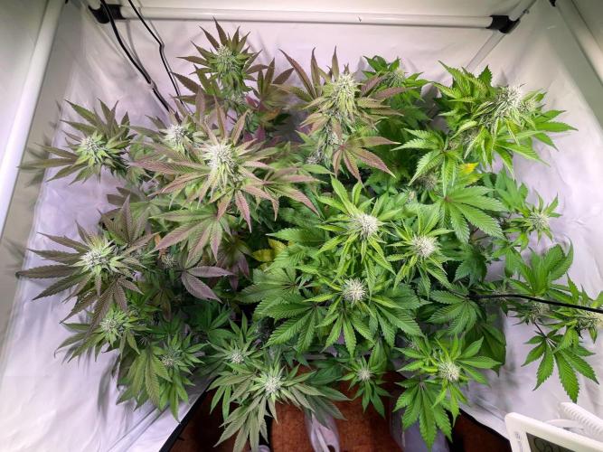 Cookie Casket & Hindu Kush. Week 12