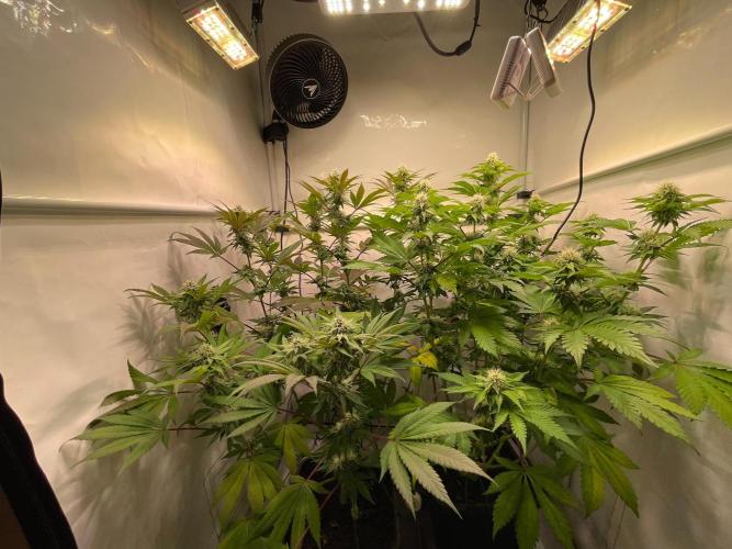 Cookie Casket & Hindu Kush. Week 12