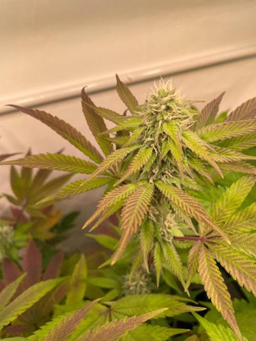 Cookie Casket & Hindu Kush. Week 12