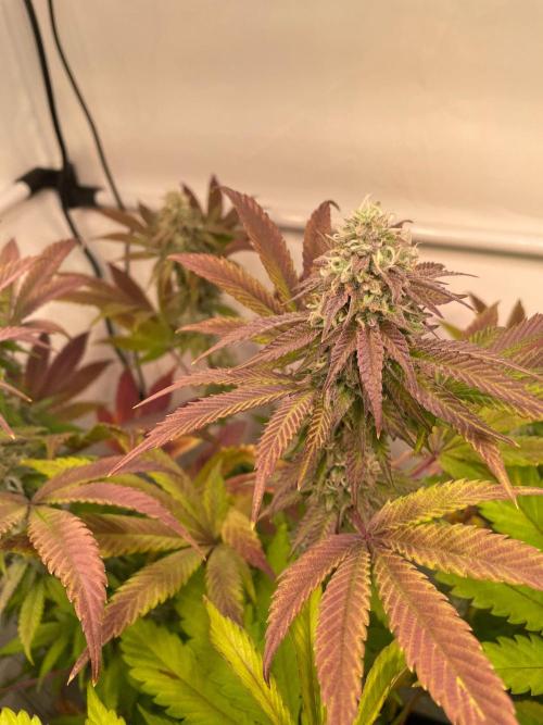 Cookie Casket & Hindu Kush. Week 13