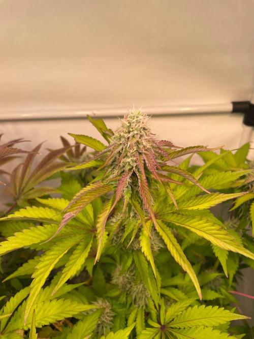 Cookie Casket & Hindu Kush. Week 13