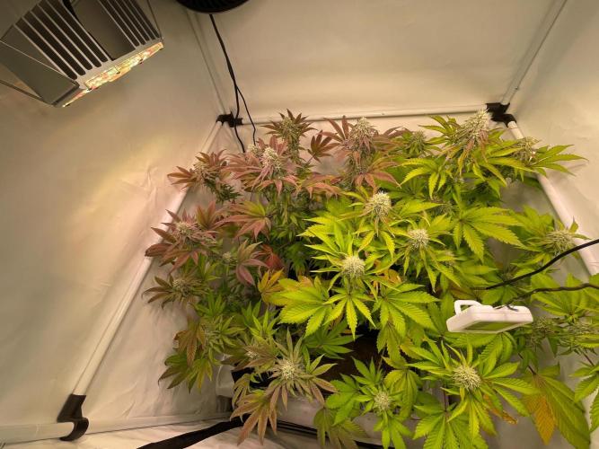Cookie Casket & Hindu Kush. Week 13