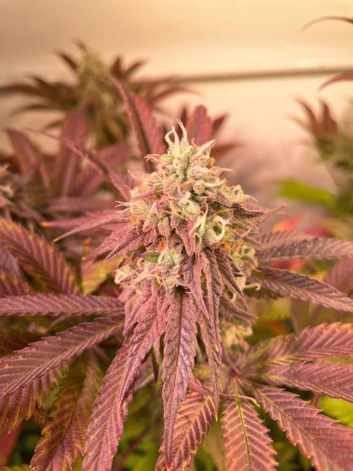 Cookie Casket & Hindu Kush. Week 14 - CC