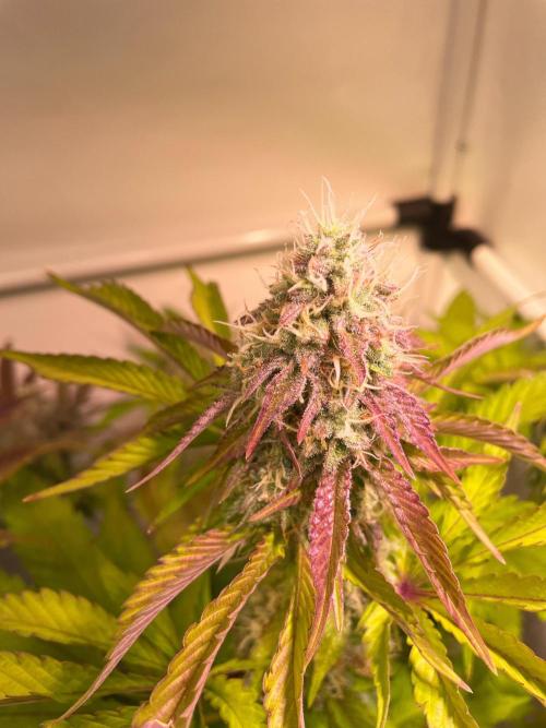 Cookie Casket & Hindu Kush. Week 14 - HK