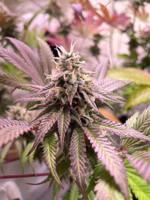Cookie Casket & Hindu Kush. Week 14 - CC