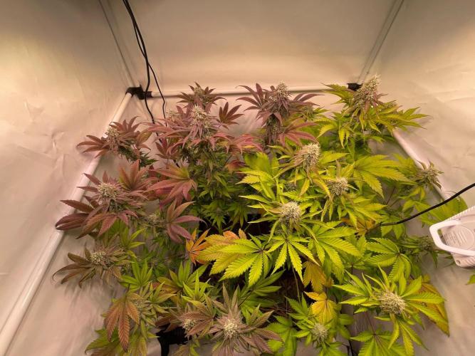 Cookie Casket & Hindu Kush. Week 14