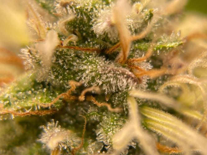Cookie Casket & Hindu Kush. Week 14 - HK