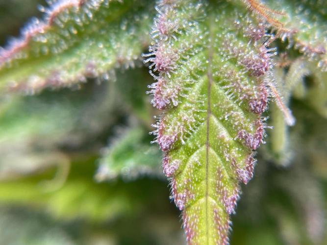 Cookie Casket & Hindu Kush. Week 14 - HK