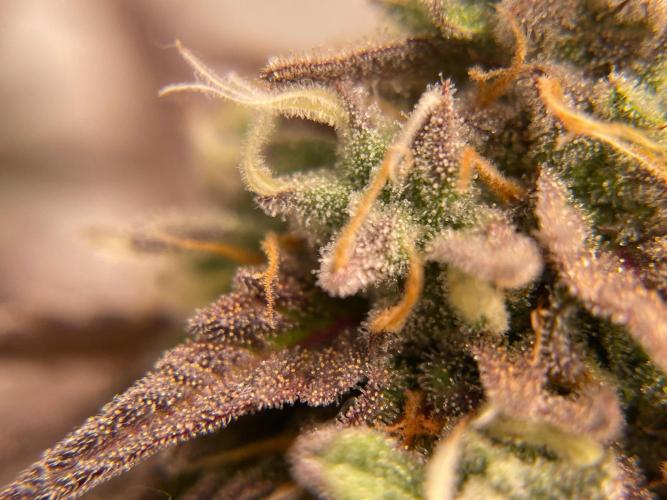 Cookie Casket & Hindu Kush. Week 14 - CC