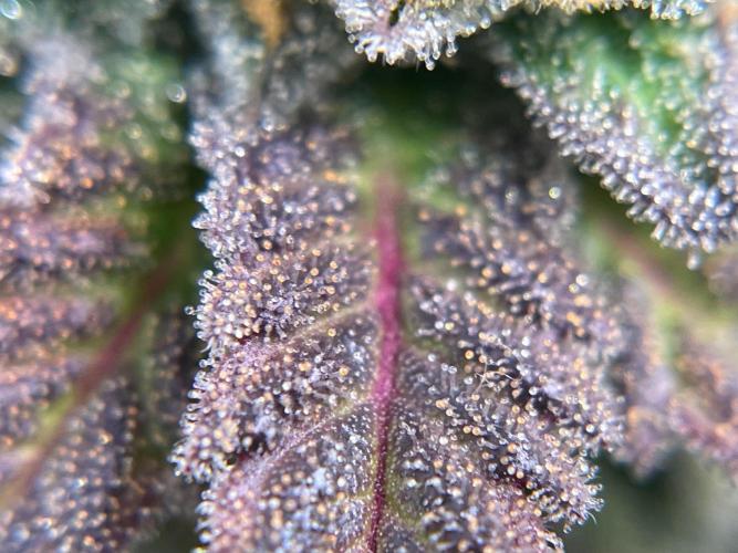 Cookie Casket & Hindu Kush. Week 14 - CC