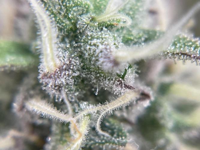 Cookie Casket & Hindu Kush. Week 14 - CC