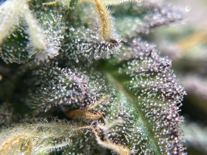 Cookie Casket & Hindu Kush. Week 14 - CC