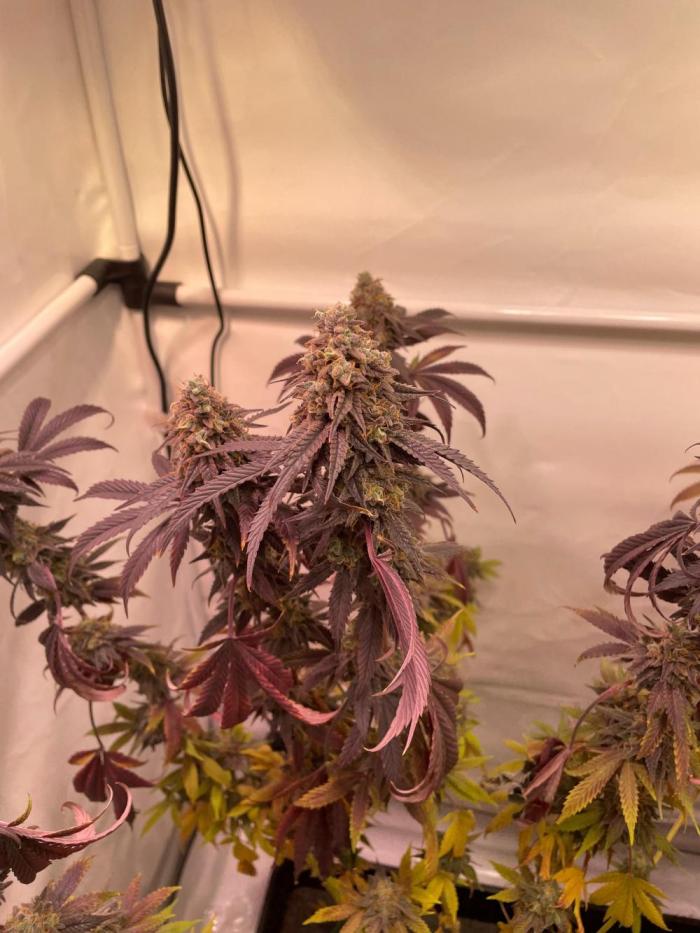 Cookie Casket & Hindu Kush. Week 17