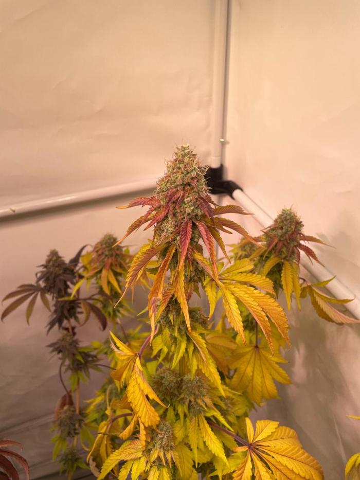 Cookie Casket & Hindu Kush. Week 17