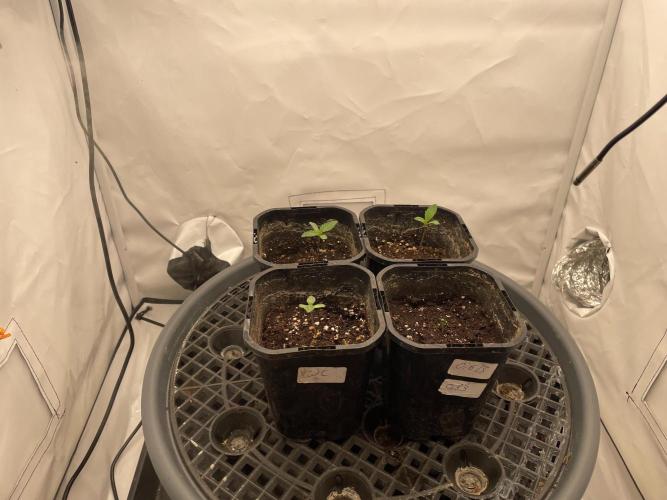 Cookie Casket Scrog. Week 0