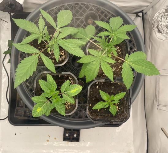 Cookie Casket. Week 2