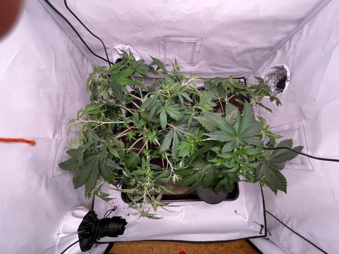 Cookie Casket & Hindu Kush. Week 6