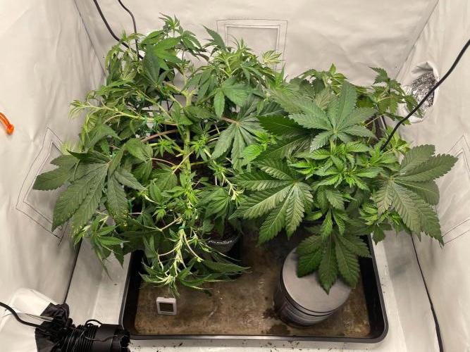 Cookie Casket & Hindu Kush. Week 6