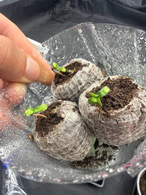 GROUNDED GENÉTICS! MY FIRST TIME. Week 0