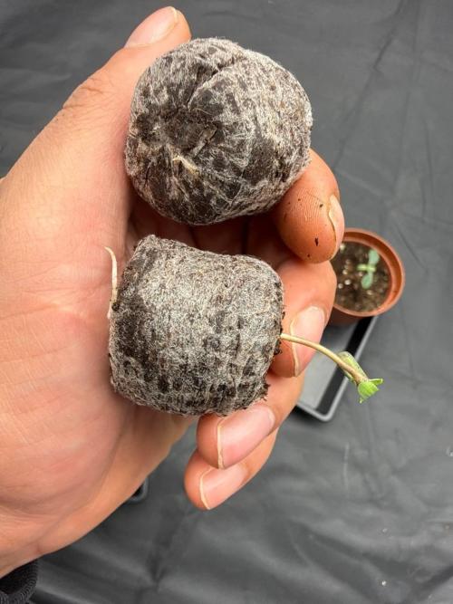 GROUNDED GENÉTICS! MY FIRST TIME. Week 0