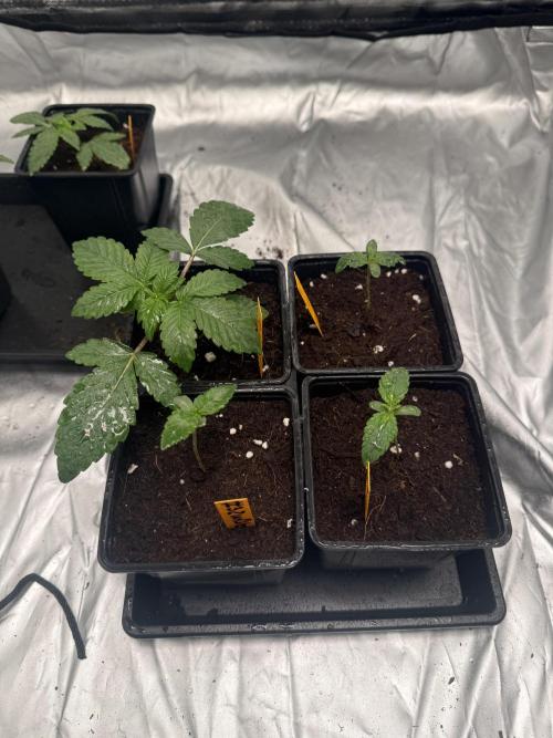 GROUNDED GENÉTICS! MY FIRST TIME. Week 0 - The largest ones are pink honey.