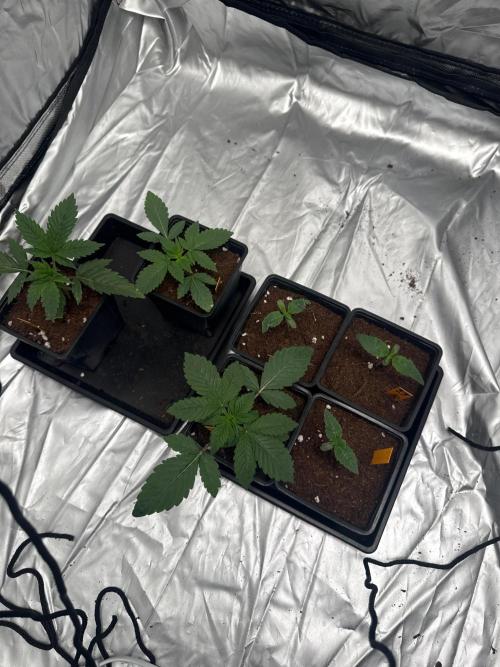 GROUNDED GENÉTICS! MY FIRST TIME. Week 0 - the other zwisher.