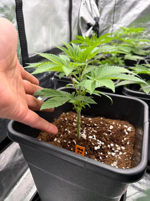 GROUNDED GENÉTICS!MY FIRST TIME GROWING. Week 4