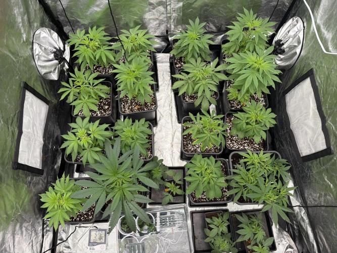 GROUNDED GENÉTICS!MY FIRST TIME GROWING. Week 4 - I had to add a thin layer to help the roots by compacting the soil.