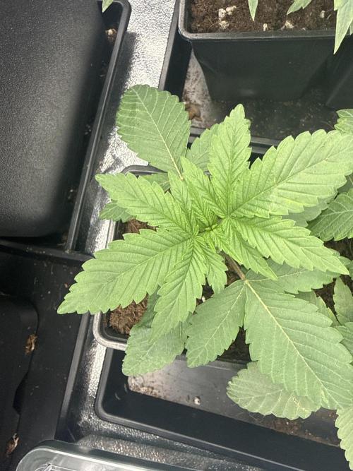 GROUNDED GENÉTICS!MY FIRST TIME GROWING. Week 4 - They are only less than two weeks old since full germination.