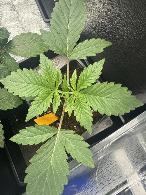 GROUNDED GENÉTICS!MY FIRST TIME GROWING. Week 4