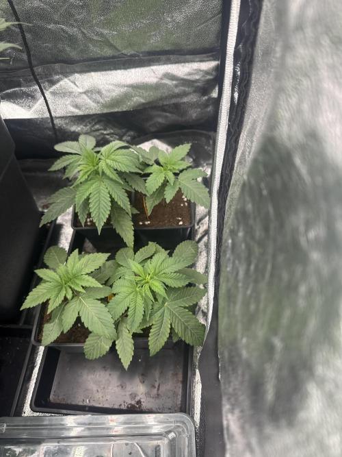 GROUNDED GENÉTICS!MY FIRST TIME GROWING. Week 4 - Zwisher and Chrome drip, and a few more that I'll transplant to 7L pot