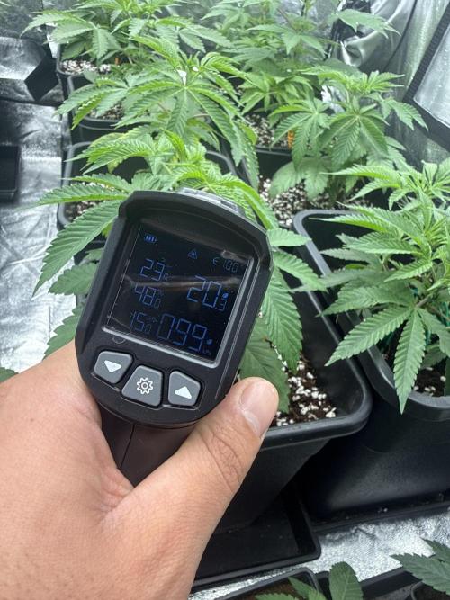 GROUNDED GENÉTICS!MY FIRST TIME GROWING. Week 4 - VPD problem: stress to the little ones!