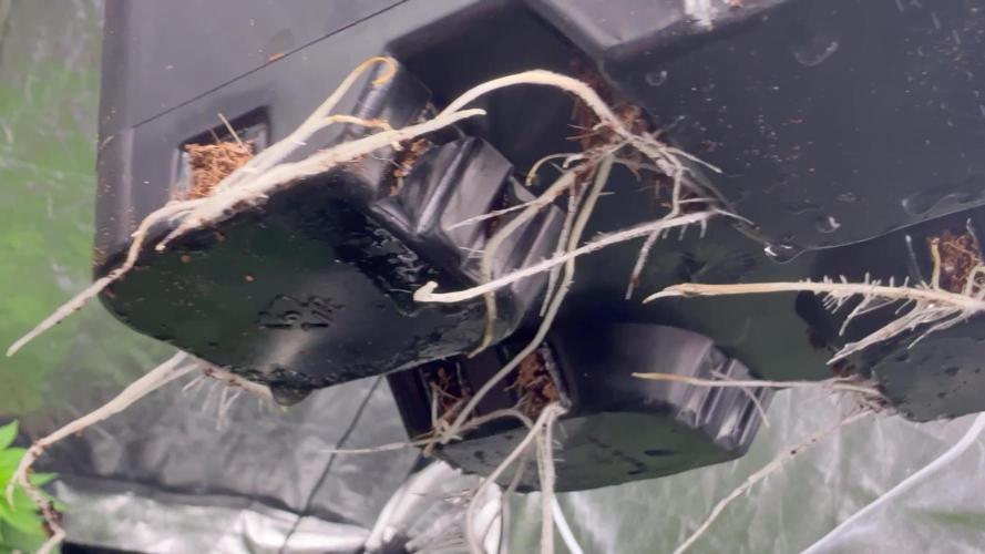 GROUNDED GENÉTICS!MY FIRST TIME GROWING