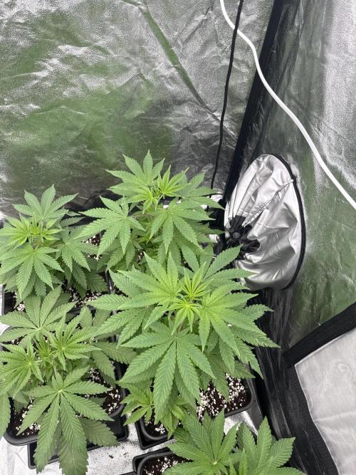 GROUNDED GENÉTICS!MY FIRST TIME GROWING. Week 4 - pink honey #1,2,3. 
Sour blucci 