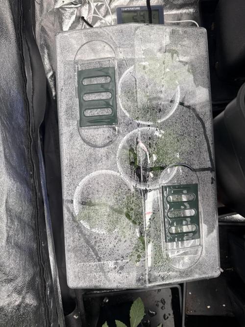 GROUNDED GENÉTICS!MY FIRST TIME GROWING. Week 4