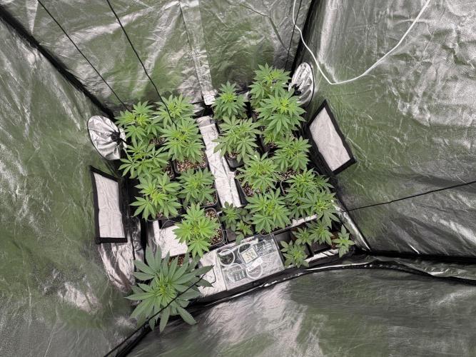 GROUNDED GENÉTICS!MY FIRST TIME GROWING. Week 4 - I hope you like it, my girls, my first time!