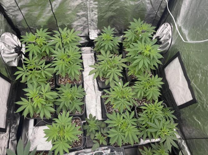 GROUNDED GENÉTICS!MY FIRST TIME GROWING. Week 4 - The next day, after the first photos of this week after fixing the VPD.