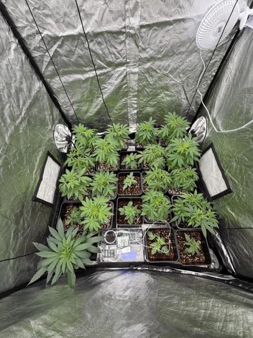 GROUNDED GENÉTICS!MY FIRST TIME GROWING. Week 4 - Two days after the VPD problem, sour blucci became very sensitive to changes.