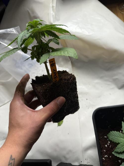 GROUNDED GENÉTICS!MY FIRST TIME GROWING. Week 4 - Transplant to 7L Zwisher healthy roots only two weeks or less from germination