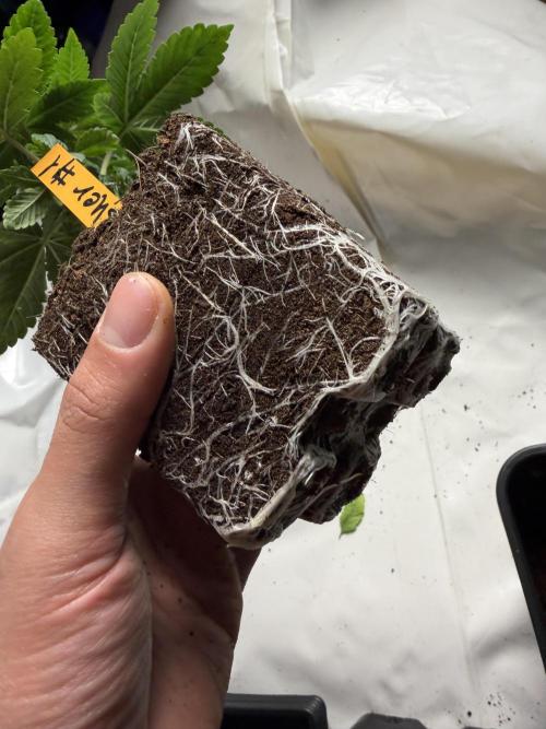 GROUNDED GENÉTICS!MY FIRST TIME GROWING. Week 4 - transplant to 7 L Zwisher, sour blucci, chrome drip.